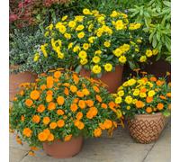 You Garden Power Daisy Yellow And Tango Set Of 12 Plugs - Hardy Calendula