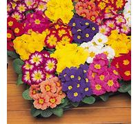 You Garden - Primrose Bonelli Mixed Garden Ready 10 Pack