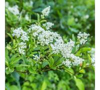 You Garden Privet Hedging Ligustrum Ovalifolium Set Of 10 Bare Root Hedges 90-120Cm Tall