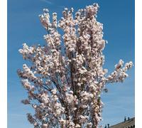 You Garden - Prunus Amanogawa Cherry Blossom Tree Established Tree In 5L Pot
