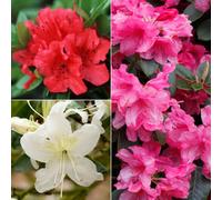 You Garden Rhododendrons (Japanese Azalea) 3 X Plants In 9Cm Pots