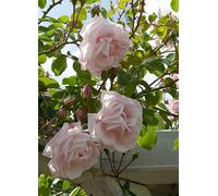 You Garden Rose 'New Dawn' Climbing (3L Potted) Rose