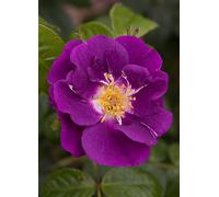 You Garden Rose 'Rhapsody in Blue' (3L Potted) Rose