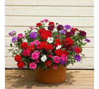 You Garden Samira Verbena Trailing Collection Pack Of 12 Trailing Verbena Jumbo Plug Plants
