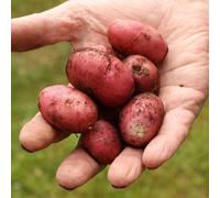 You Garden - Seed Potato Desiree (Maincrop) - Pack of 6 Tubers, for Planting in UK Gardens, Grow Your Own Potatoes