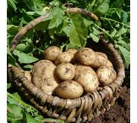 You Garden - Seed Potato Maris Piper (Maincrop) - 2.5kg Bag, for Planting in UK Gardens, Grow Your Own Potatoes