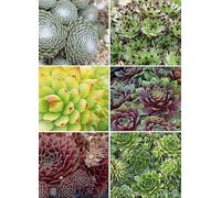 You Garden Sempervivum Collection Set of 12 Plug Plants Green