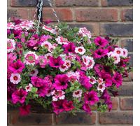 You Garden Set Of 24 'eton Mess' Jumbo Bedding Plug Mix