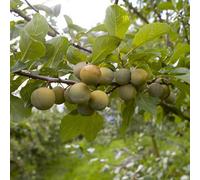 You Garden Sibley's Patio Gage Reine-Claude Oullins Fruit Tree In A 4.l Pot