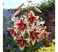 You Garden Skyscraper Lily 'matisse'- Pack Of 3 Size 14/16
