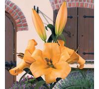 You Garden Skyscraper Lily Salterello (Orange)- Pack Of 3 Size 14/16