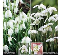 You Garden Snowdrops 50 Singles & 25 Doubles In The Green