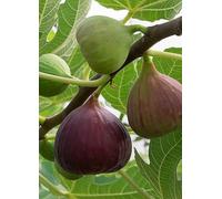 You Garden Standard Fig 'Brown Turkey' Red