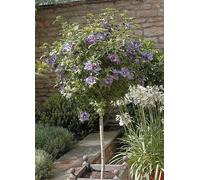 YouGarden Hibiscus Chiffon Blue Standard Tree Pot 3L 90cm - Wilko