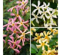You Garden Star Jasmine (Trachelospermum jasminoides) Collection