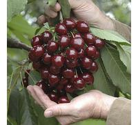 You Garden Stella Cherry Fruit Tree In A 5L Pot 90-110Cm Tall On Dwarf Rootstock - For Patios And Pots, Small Gardens, Delicious Soft Fruit