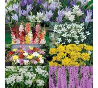 You Garden Summer Flowering Bulb Mixed Pack, 300 Bulbs, 7 Varieties For Summer Long Colour, Bulk Buy Collection