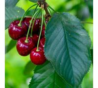 You Garden Sweet Cherry 'regina' Patio Fruit Tree In A 5L Pot 90-110Cm Tall