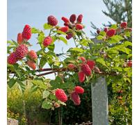 You Garden Tayberry Plant In A 1.7L Pot Hybrid Fruit Bush