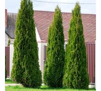 You Garden Thuja Occidentalis 'smaragd' In A 9Cm Pot White Cedar Shrubs For Gardens