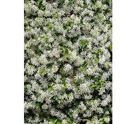 You Garden Trachelospermum Jasminoides 2L Pot White