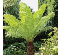 You Garden Tree Fern (Dicksonia Antarctica) Log - 3 Feet Log