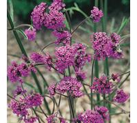 You Garden Verbena Bonariensis In 9Cm Pots Potted Perennial Plants (Pack Of 6)