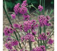You Garden Verbena Bonariensis In A 9Cm Pot (Pack Of 3)