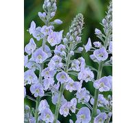 You Garden Veronica Gentianoides - Gentian Speedwell (9 cm Pot) Green