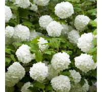 YouGarden Viburnum Eskimo Standard Plant Pot - Size: 21 x 21 x 80cm - White - Wilko