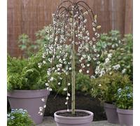 You Garden Weeping Willow Salix 'kilmarnock' Standard Tree 70Cm Tall 3L Pot, Small Tree For Uk Gardens