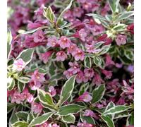 You Garden Weigela Florida Monet In A 3L Pots - Garden Ready Plants In Nusery Pots Supplied As 1 X Established Garden Ready To Plant Out