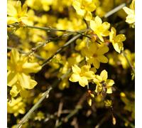 You Garden Winter Jasmine Established Plant In 2L Pot With Cane
