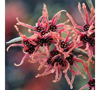 You Garden Witch Hazel Hamamelis X Intermedia 'ruby Glow' In A 2L Pot