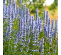 Yougarden Agastache 'blue Fortune' In A 9Cm Pot, Garden Ready Plant For The Garden, Supplied As An Established Plant, Ready To Pla