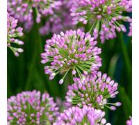 You Garden Yougarden Allium 'millenium', Set Of Five Bare Root Plants, Ready To Plant Alliums For Mid To Late Summer Displays, Grow In Garden