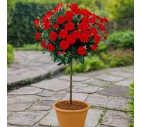 You Garden Yougarden Bare Root Patio Standard Red Rose, 40Cm Stem, Beautiful On Patios In Pots Or In Borders And Beds
