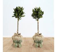 YouGarden Bay Tree Standard Trees, Set of Two 70-80cm Tall Plants, Gift Wrapped in Brown Hessian Bags with Green Fabric Ribbons, Garden Ready Potted Bay Trees, Herb Trees for the Patio and Garden