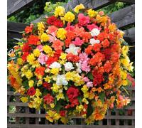 You Garden Yougarden Begonia 'super Cascade' Mix, 40 X Pro Plug Plants, Grow On And Plant Out, Spring Summer Autumn Flowering