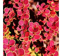 You Garden Yougarden Berberis Thunbergii 'orange Sunrise', Compact Shrub In 9Cm Pot, Ready To Plant, Vibrant Foliage Year-Round Interest