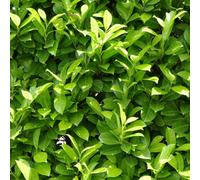 YouGarden Prunus laurocerasus (Laurel) 9cm x12 12x9cm pot Green