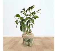 You Garden Yougarden Citrus Grapefruit Fruit Tree, Established Tree In 4 Litre Pot, Gift Wrapped In Brown Hessian Bag With Green Fabric Bow,