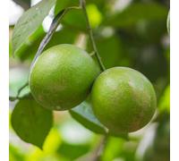 You Garden Yougarden Citrus 'key Lime' Tree, Established Plant In 4L Pot, 70-90Cm Potted, Ready To Plant And Display, Patio Citrus Fruit Tree