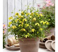 YouGarden Clematis Little Lemons (3 x 7cm Pots) 3x7cm pots Yellow
