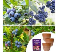 You Garden Yougarden Complete Blueberry Collection With Three Plants In 9Cm Pots, New Hanover, Blueray, And Ozark Blue, Grow Your Own, With T