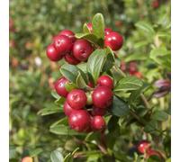 You Garden Yougarden Cranberry 'pilgrim' - 3 X 9Cm Pots - Ready To Plant - Evergreen, Compact, Easy To Grow