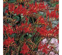 You Garden Yougarden Crocosmia, Montbretia, Red 10 Corms