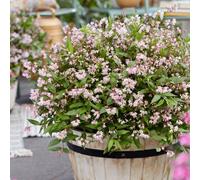 YouGarden Deutzia 'Million Stars Pink Carpet', Established Shrub 19cm Pot, Hardy Flowering Plant Garden Colour