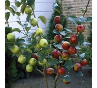 You Garden Yougarden - Duo Fruit Apple Tree, 2 Varieties Of Apple On 1 Bare Root Tree, Ideal For Small Gardens - Grow Your Own