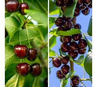 You Garden Yougarden - Duo Fruit Cherry Tree, 2 Varieties Of Cherry On 1 Bare Root Tree, Ideal For Small Gardens